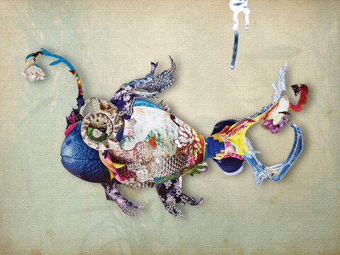 Collage Pearlfish